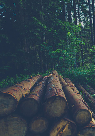 A forest with tall trees and logs from felled trees stacks on top of one another laying on the ground.